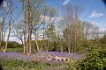 logs in bluebells